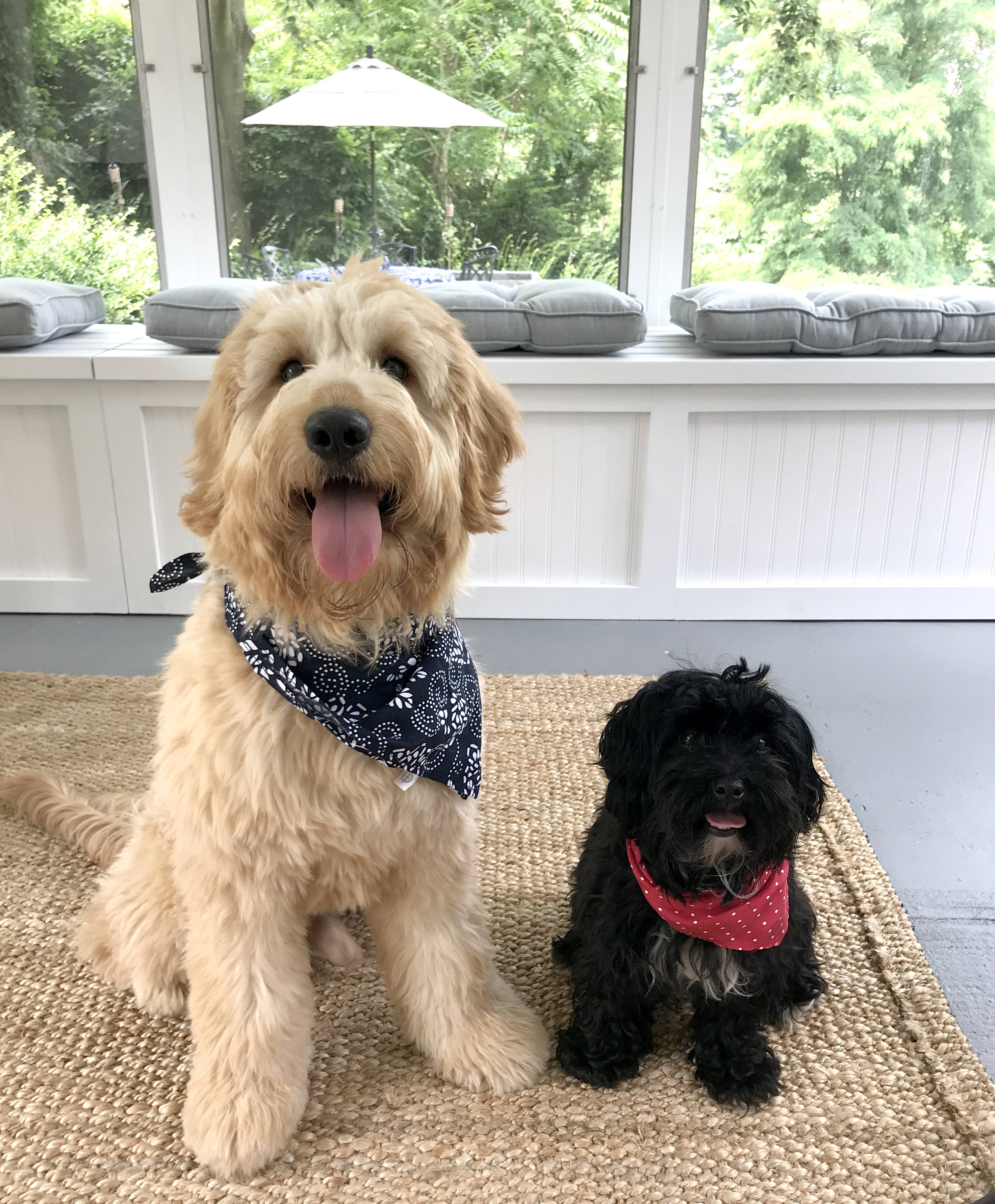 Fourth of July Plans for People with Dogs 